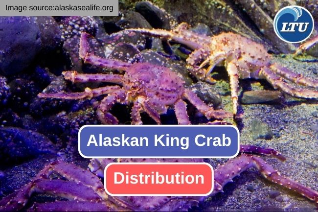The Fascinating Distribution of Alaskan King Crab